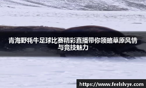 青海野牦牛足球比赛精彩直播带你领略草原风情与竞技魅力